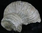 Gryphaea (Devil's Toenail) Fossil Oyster - Jurassic #25976-1